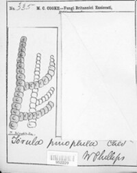 Capnophialophora pinophila image